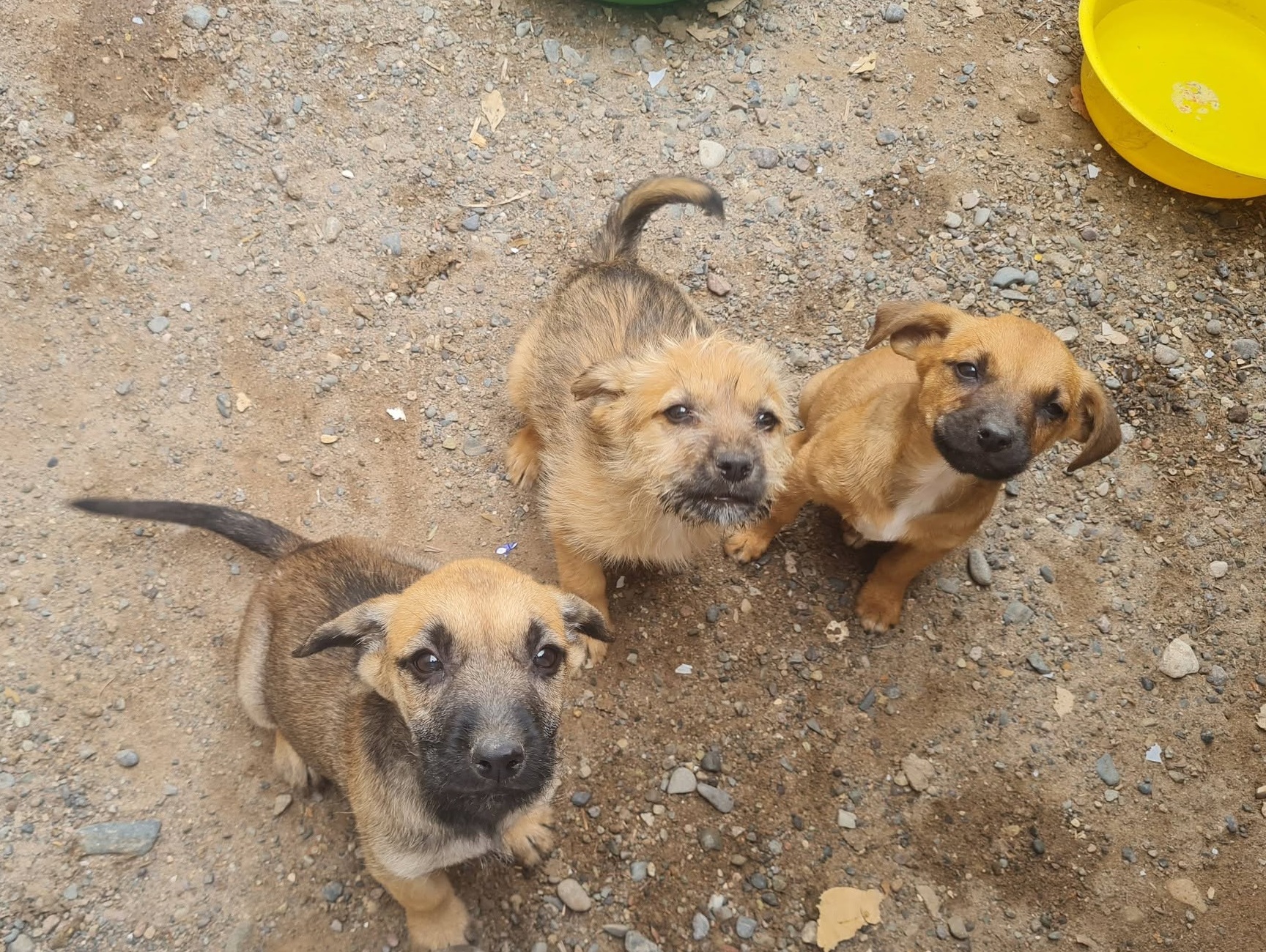 Tres cachorros rescatados
