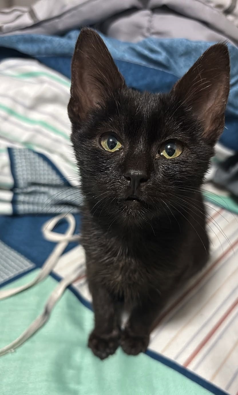 Gatito negro