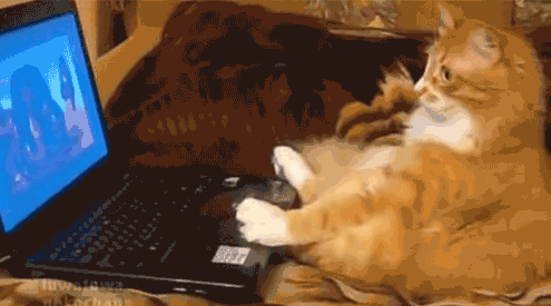 Gato con gafas frente a un ordenador