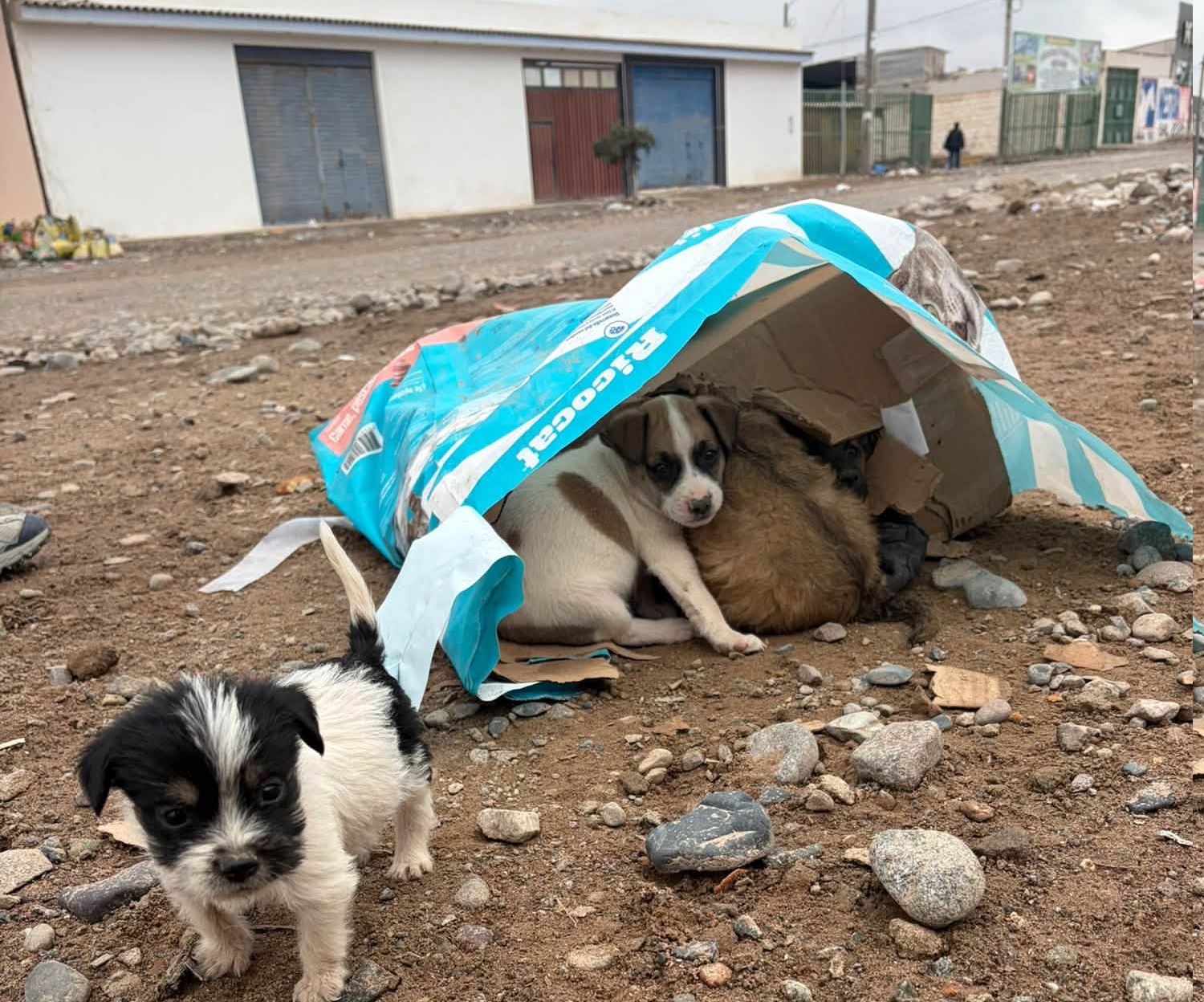 Cachorros resguardándose en la calle